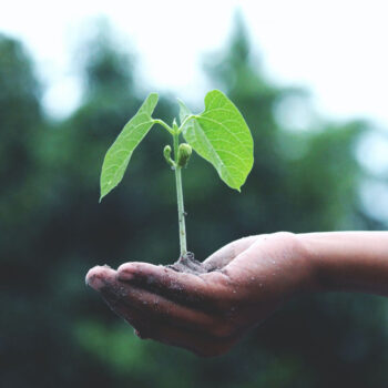 Tecnología en Gestión de Plantaciones Forestales