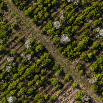 Elaboración de Zonifación Forestal